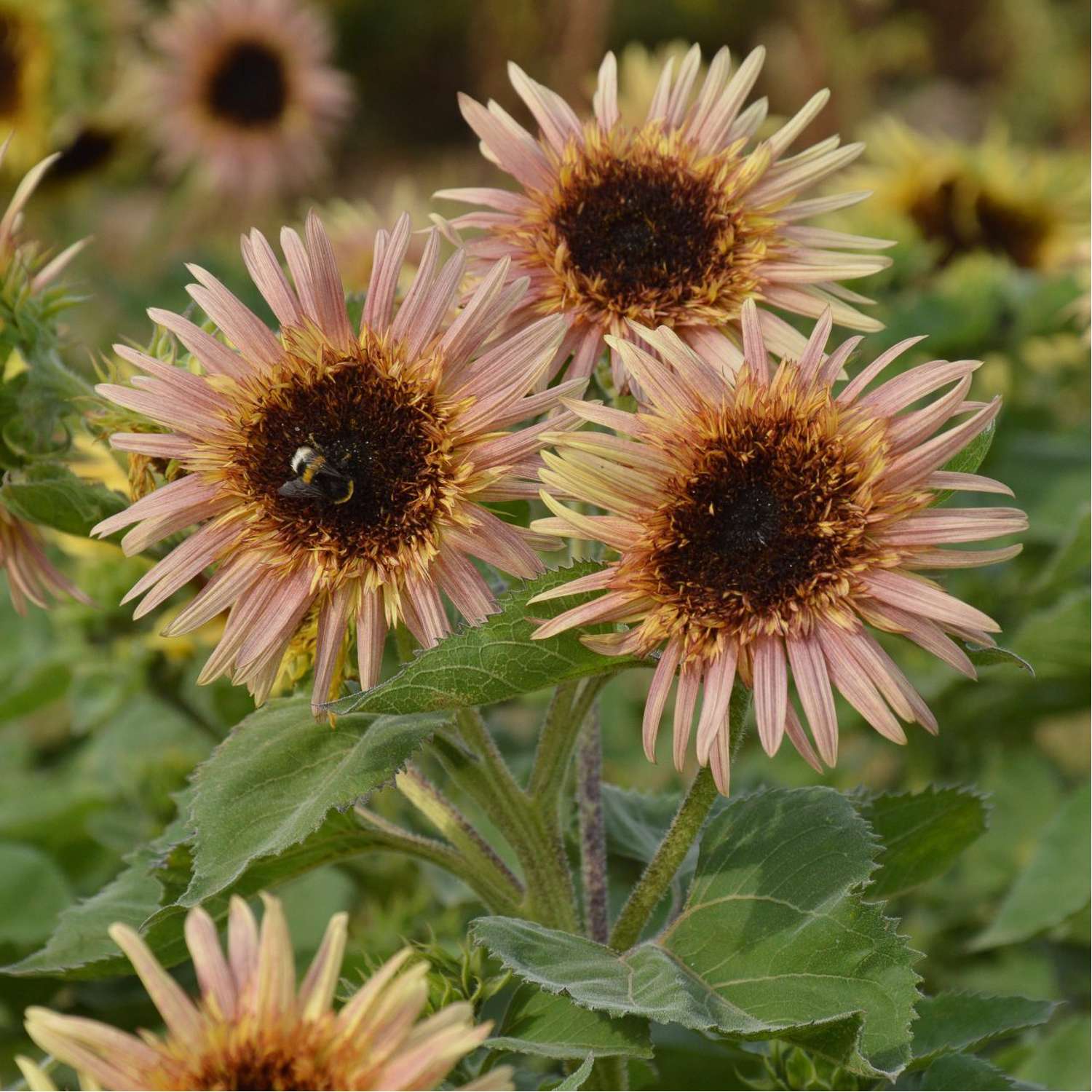 Tournesol 'Astra Rose Cream' (graines)